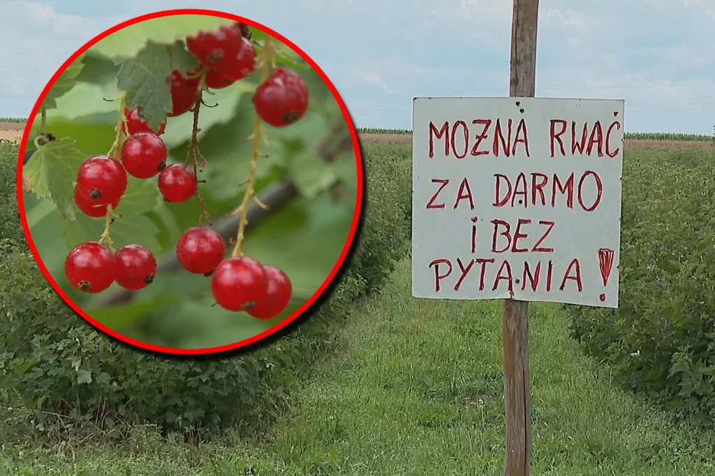 Rolnik z Lubelszczyzny zakomunikował: "Można rwać za darmo i bez pytania" Rolnik z Lubelszczyzny zakomunikował: "Można rwać za darmo i bez pytania"