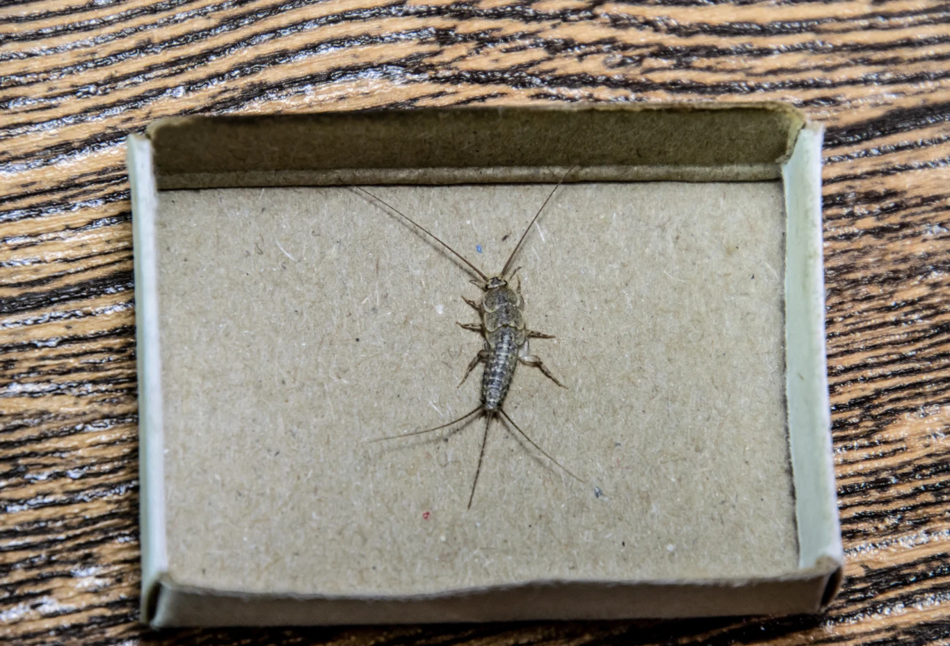 Rybiki cukrowe najczęściej pojawiają się w łazience, ale mogą także zamieszkać w pokojach