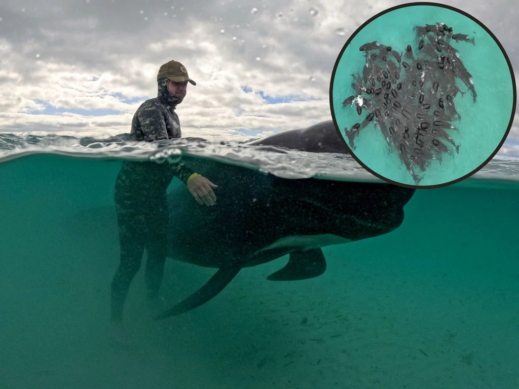 U wybrzeży Australii na mieliźnie utknęło niemal 100 delfinów z gatunku grindwali. Przyrodnicy informują, że ssaki mogą wytrzymać