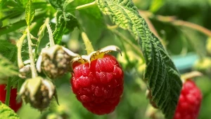 Poznaj tajniki uprawy malin
