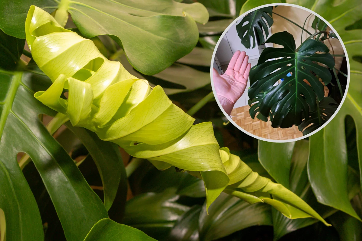 Monstera będzie ogromna. Wystarczy ją podlewać tą mieszanką Monstera będzie ogromna. Wystarczy ją podlewać tą mieszanką