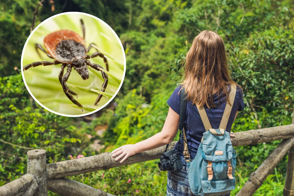 Wybierają się do lasu, czy to na wycieczkę, czy grzyby, warto pamiętać o odpowiednim ubraniu i repelentach. Ale to nie wszystko