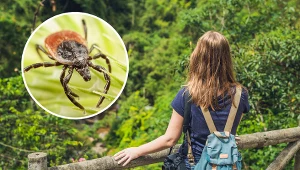 Wybierają się do lasu, czy to na wycieczkę, czy grzyby, warto pamiętać o odpowiednim ubraniu i repelentach. Ale to nie wszystko