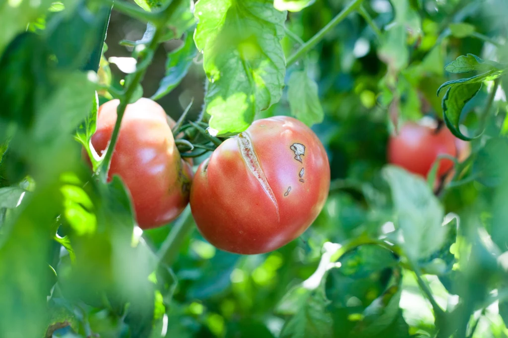 Co wywołuje pękanie pomidorów?