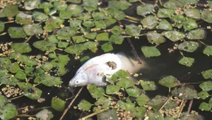 Martwe ryby na powierzchni Odry