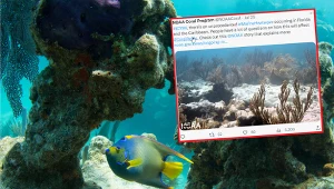 Woda w oceanie gorąca jak w kranie. Rekord ciepła na Florydzie