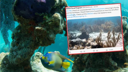 Rafa koralowa u wybrzeży Florydy nie radzi sobie z coraz wyższą temperaturą wody