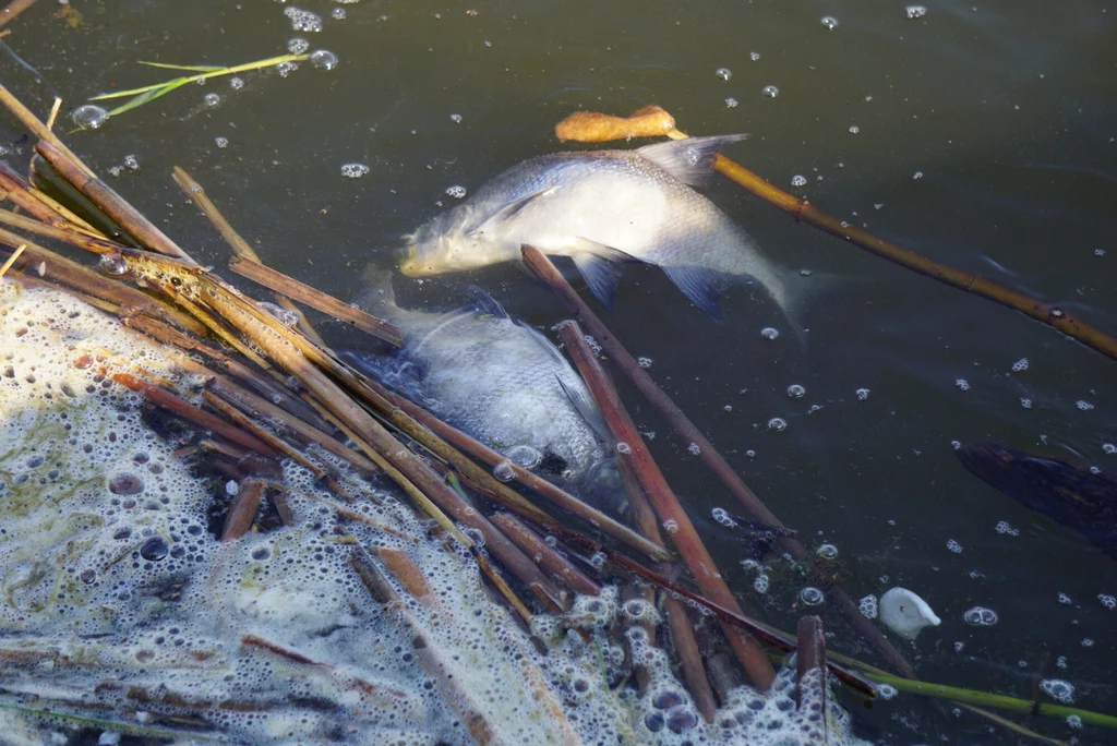 Niedotlenienie rzek może prowadzić do masowego śnięcia ryb