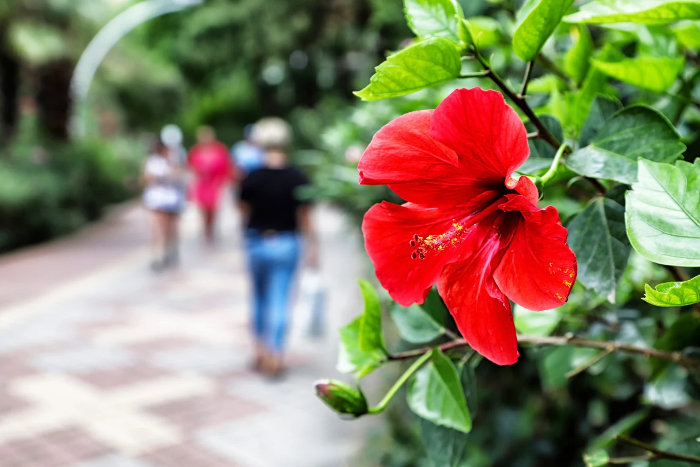 Ma kwiaty nawet 2 razy większe od dłoni. Zasadź w ogrodzie, a przechodnie będą przystawać z podziwem Ma kwiaty nawet 2 razy większe od dłoni. Zasadź w ogrodzie, a przechodnie będą przystawać z podziwem