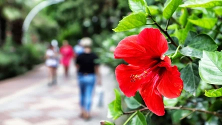 ​Ma kwiaty nawet 2 razy większe od dłoni. Zasadź w ogrodzie, a przechodnie będą przystawać z podziwem