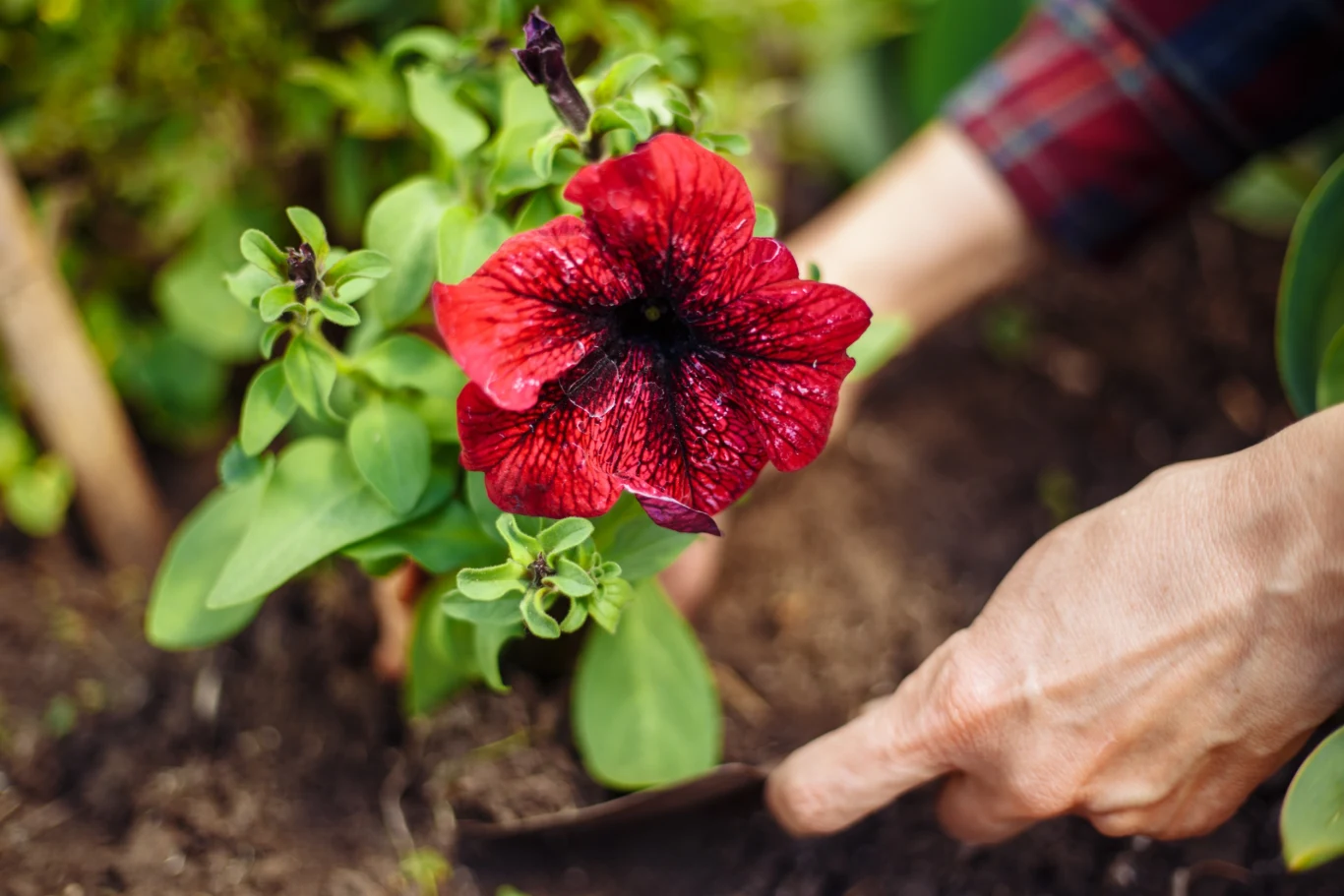 Hibiskus bagienny jest w stanie przetrwać nawet ekstremalnie niskie temperatury