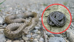 Gniewosz przypomina z wyglądu żmiję, a pomyłka może być bardzo niebezpieczna