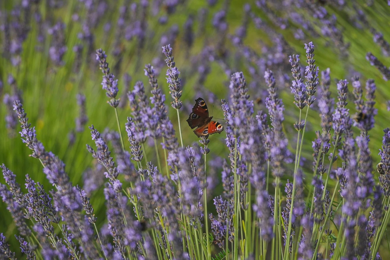 Lawendę warto nawozić skorupkami jajek