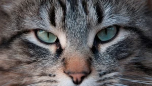 Jak widzą koty? Świat ich oczami wygląda zupełnie inaczej 