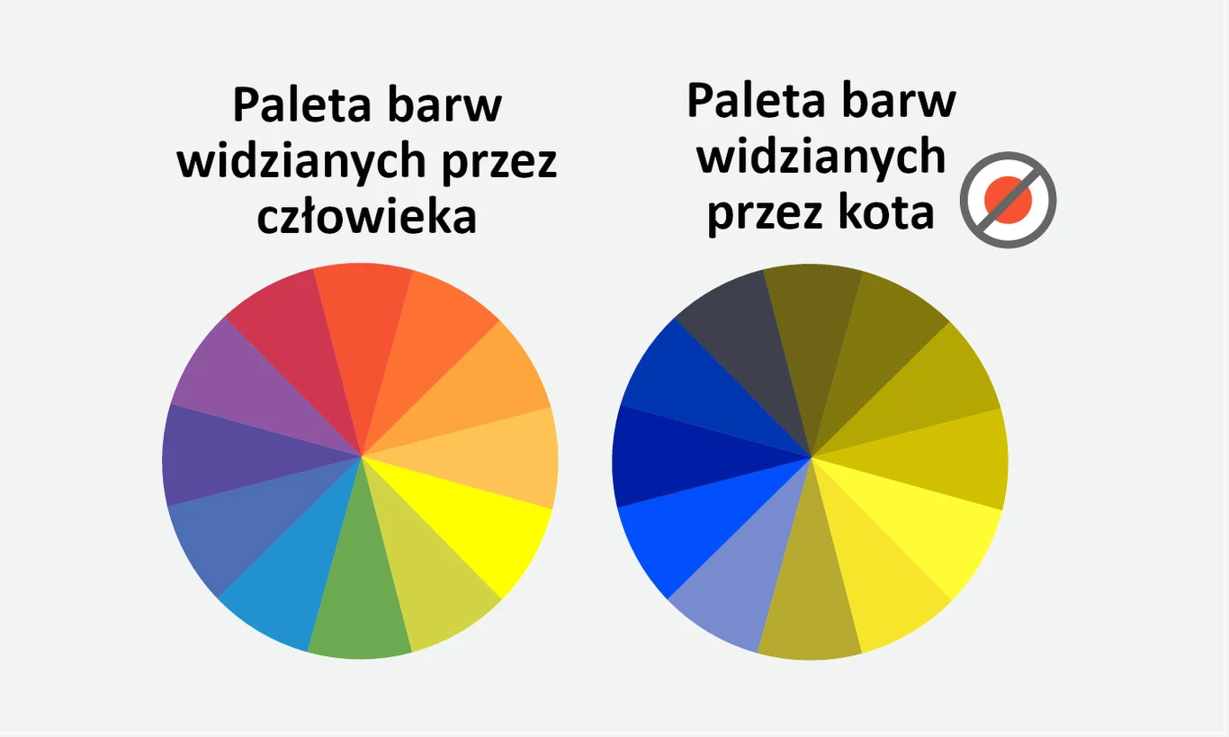 Paleta barw widzianych przez człowieka i przez kota