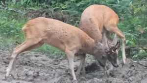 Dwa koziołki sarny walczące o samice