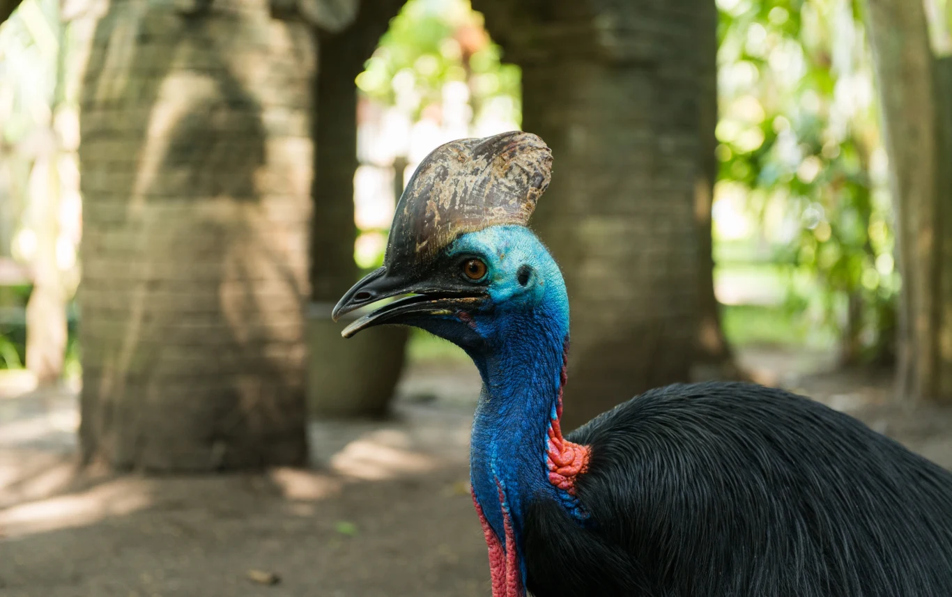 W warszawskim zoo przyszedł na świat kazuar hełmiasty. Te ogromne i niebezpieczne ptaki są samotnikami, a wychowaniem piskląt i wysiadywaniem jaj zajmują się samce W warszawskim zoo przyszedł na świat kazuar hełmiasty. Te ogromne i niebezpieczne ptaki są samotnikami, a wychowaniem piskląt i wysiadywaniem jaj zajmują się samce