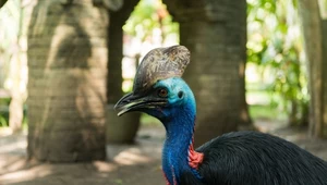 W warszawskim zoo przyszedł na świat kazuar hełmiasty. Te ogromne i niebezpieczne ptaki są samotnikami, a wychowaniem piskląt i wysiadywaniem jaj zajmują się samce