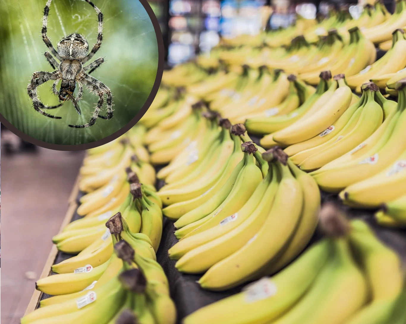 Czy końcówki bananów można jeść bez obaw o zdrowie?