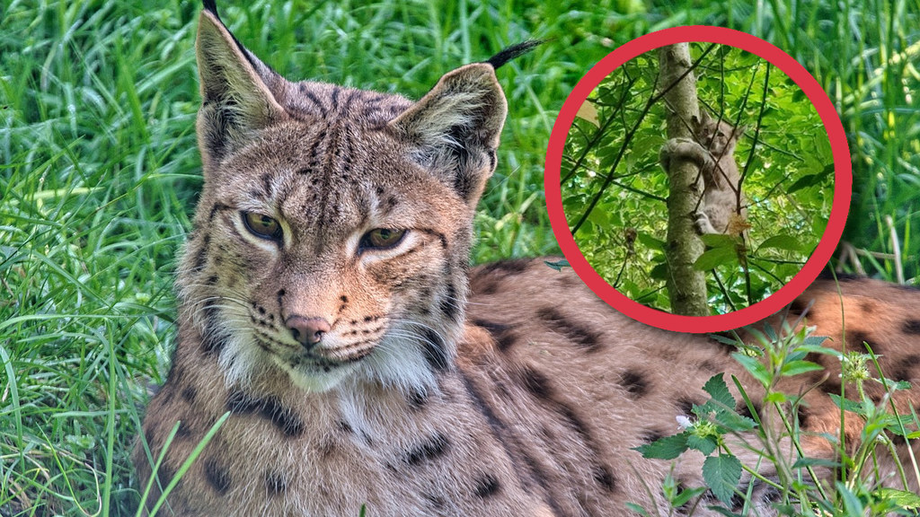 Niezwykłą sytuację udało się uchwycić leśniczemu z Nadleśnictwa Resko. Mężczyzna spotkał w lesie trzy małe rysie. Udało mu się je sfotografować i sfilmować