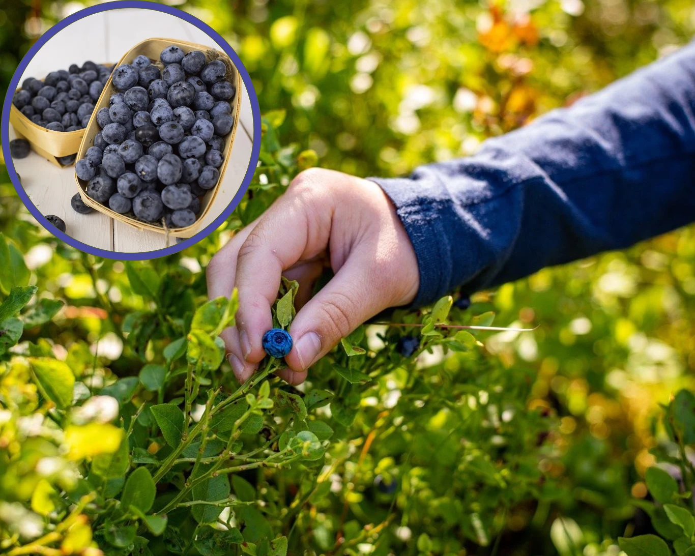 Ogrodnik zdradza zasady prawidłowego zbierania borówki amerykańskiej