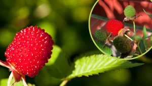 Ta egzotyczna roślina jest coraz popularniejsza w Polsce. Daje wyjątkowo słodkie owoce