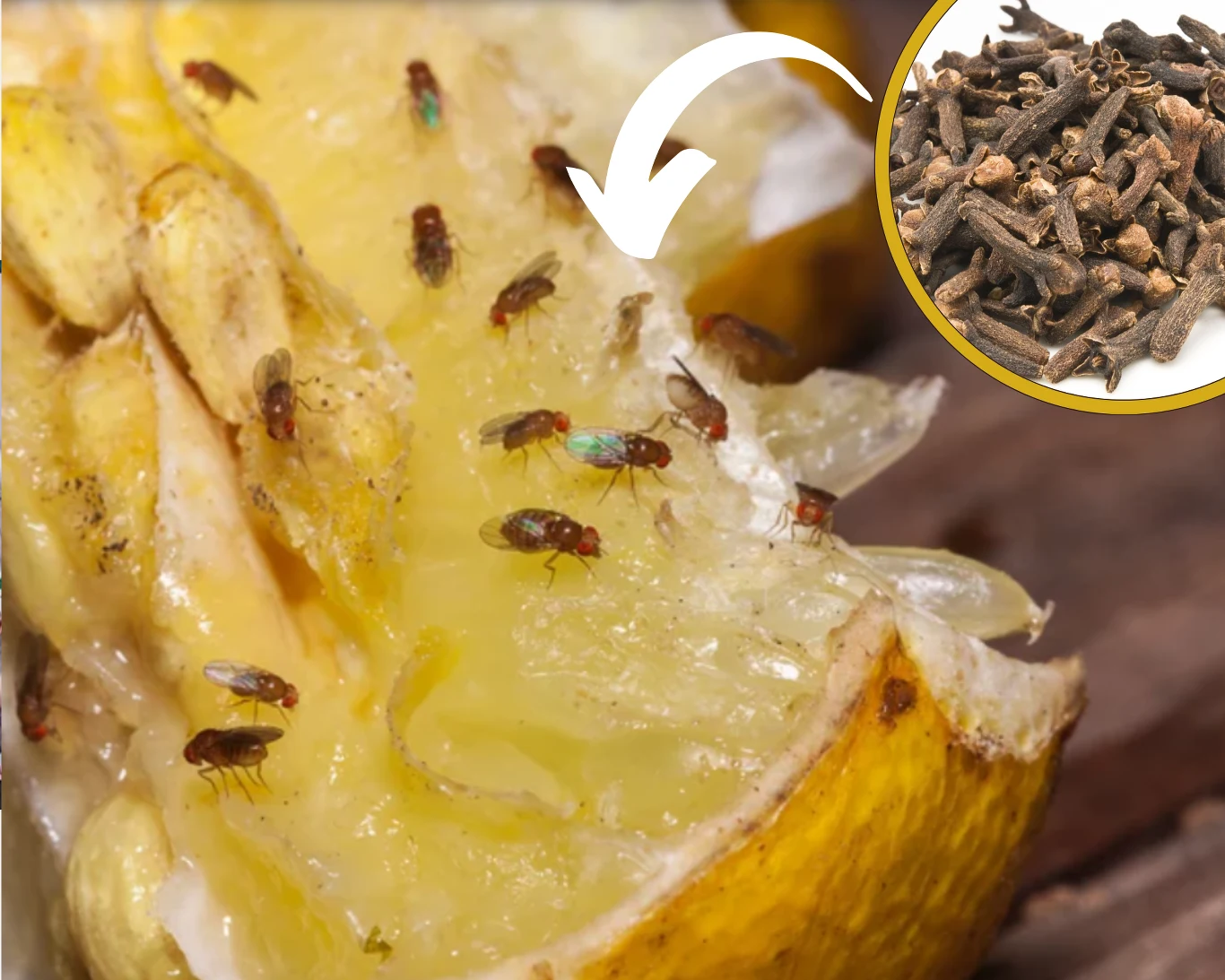 Jak pozbyć się muszek owocówek? Istnieją sprawdzone, naturalne sposoby