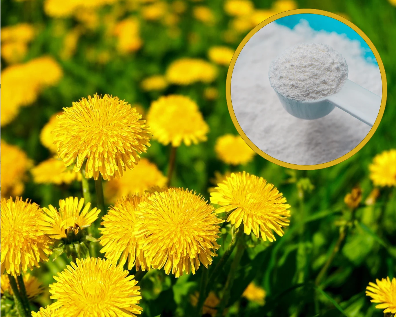 Czy istnieje skuteczny sposób na pozbycie się mleczy z trawnika?