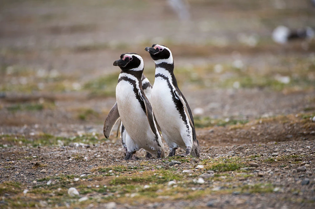Pingwiny magellańskie gniazdują w Argentynie, ale zimą migrują do cieplejszej Brazylii i Urugwaju