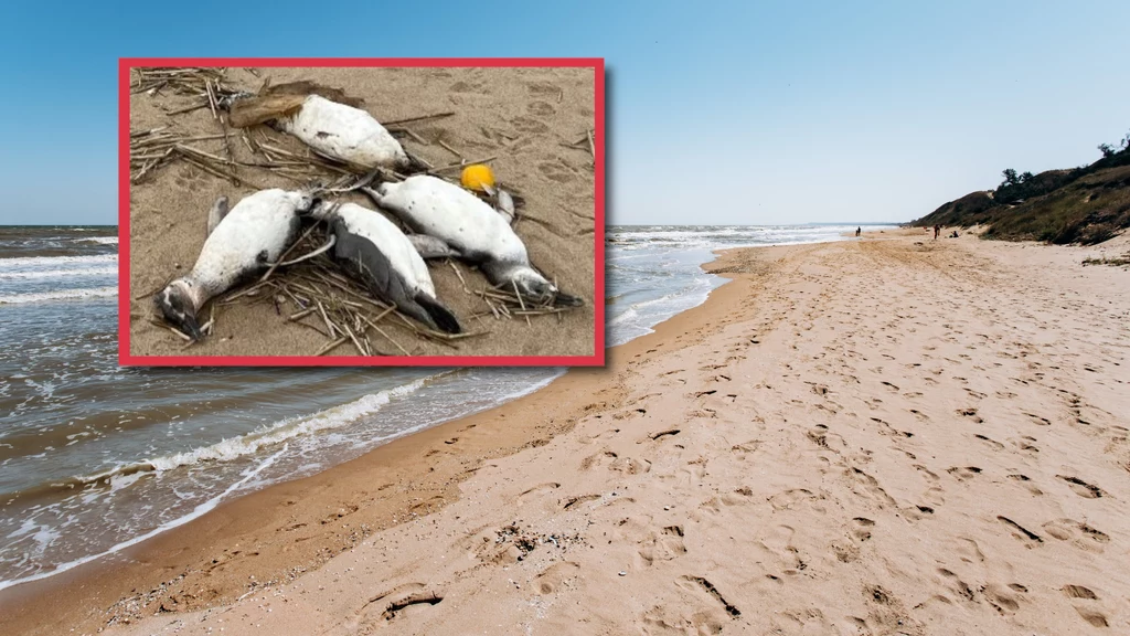 Masakra pingwinów na plażach w Urugwaju. Lokalne służby przyrodnicze odkryły na wybrzeżu 2 tys. martwych ptaków. Dokładna przyczyna ich śmierci pozostaje zagadką
