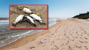 Tysiące martwych pingwinów na plaży w Urugwaju. Przyczyna jest zagadką