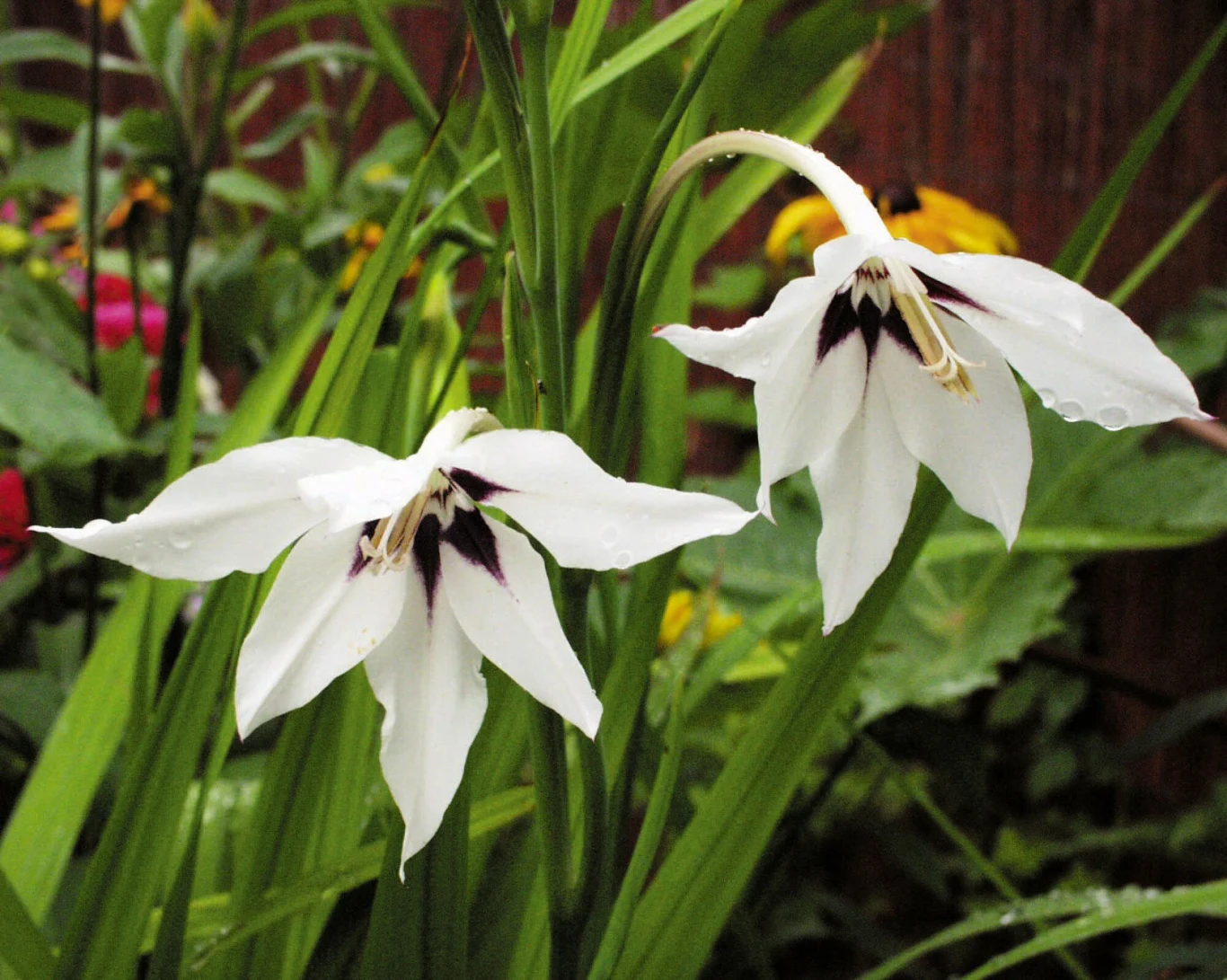 Największym wyzwaniem dla hodowców mieczyków jest uniknięcie zginania się rośliny. Na szczęście nie trzeba być doświadczonym ogrodnikiem, żeby temu zapobiec. Największym wyzwaniem dla hodowców mieczyków jest uniknięcie zginania się rośliny. Na szczęście nie trzeba być doświadczonym ogrodnikiem, żeby temu zapobiec.