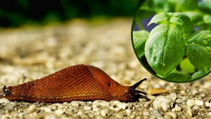 Co przyciąga ślimaki do ogrodu ? Te rośliny działają na nie, jak lep na muchy