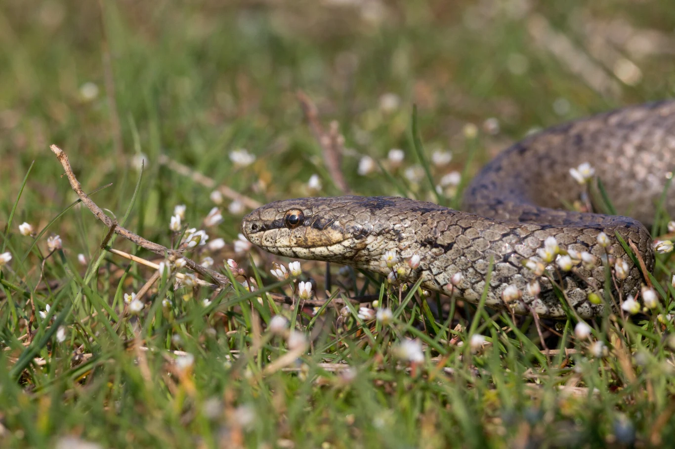 Gniewosz plamisty nie jest jadowity