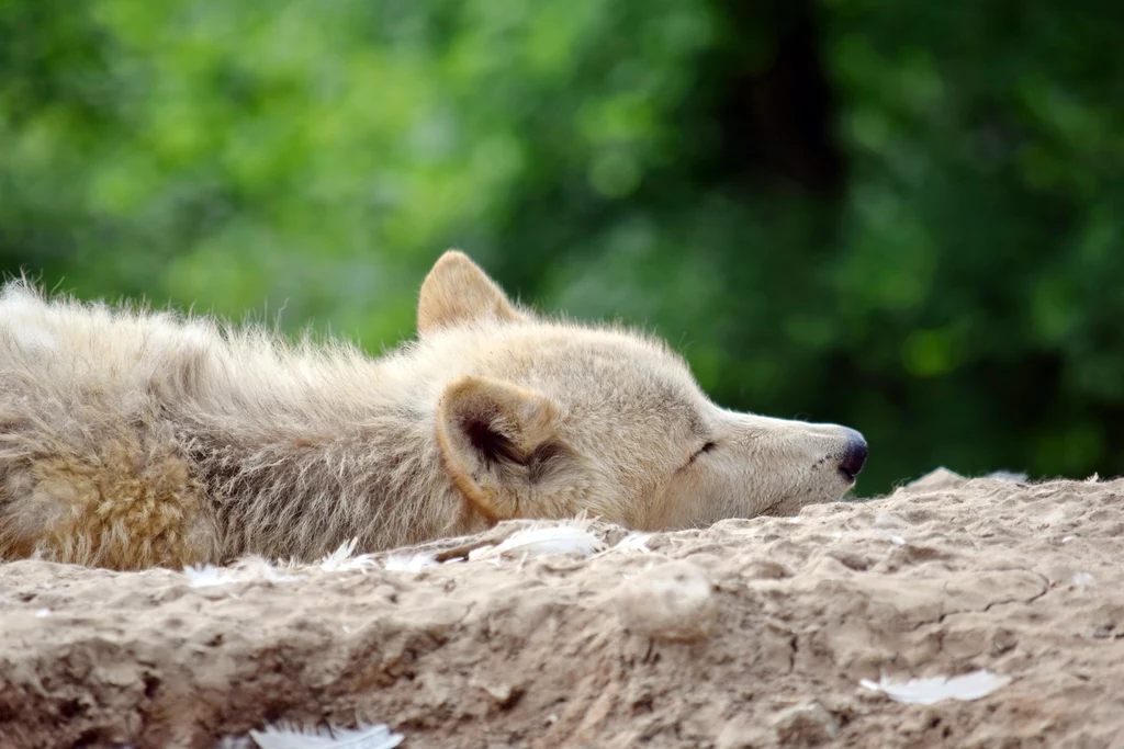 Wilk bez jednej łapy długo sam nie przeżyje w środowisku naturalnym 