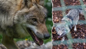 Niezwykły wilk z Pomorza. Kamyk porusza serca ludzi z całej Polski 