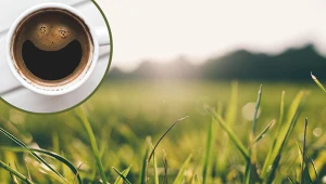 Wypiłeś kawę? Wynieś filiżankę do ogrodu. Trawnik ci za to podziękuje