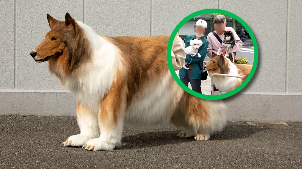 Japończyk marzył o tym, aby zostać psem. W tym celu wydał niemal 70 tys. na realistyczny kostium. Niestety podczas spaceru inne psy go nie zaakceptowały