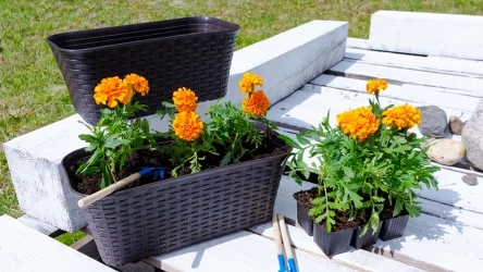 Aksamitki to kwiaty, które warto mieć w swoim ogrodzie