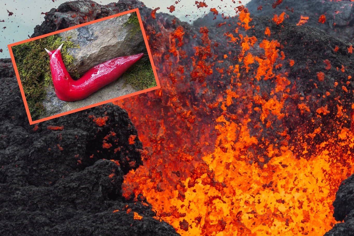 Różowy ślimak z Australii Źródło: Picsel/ Facebook: NSW National Parks and Wildlife Service Różowy ślimak z Australii Źródło: Picsel/ Facebook: NSW National Parks and Wildlife Service