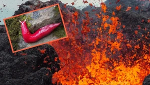 Naukowcy sądzili, że wyginął. Gigantyczny "ślimak Barbie" żyje w wulkanie
