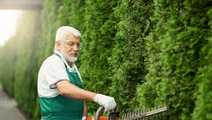 ​Sąsiedzkie wojny o tuje. Czy można wyciąć drzewo sąsiada, które nam przeszkadza?