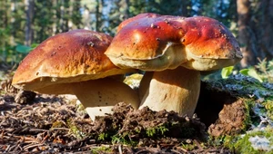 Borowiki są najchętniej zrywanymi grzybami w Polsce 
