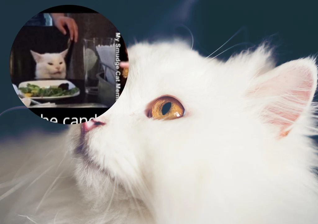 Najsłynniejszy kot świata wciąż jest ulubieńcem internautów 