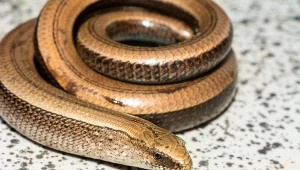 Padalce budzą się po zimie. Gdzie można je spotkać i czy są groźne?