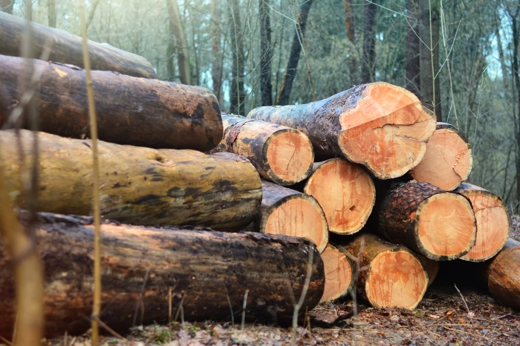 Przemysł drzewny alarmuje, że wiele małych firm musi się zamykać ze względu na wysokie ceny drewna. "Obecne działania Lasów Państwowych, o czym mówi się wprost na spotkaniach z Dyrekcją Generalną LP, są nakierowane na maksymalizację cen sprzedaży" - informują przedsiębiorcy