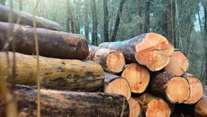 Przemysł drzewny w Polsce tonie. "Mamy najdroższe drewno w Europie"