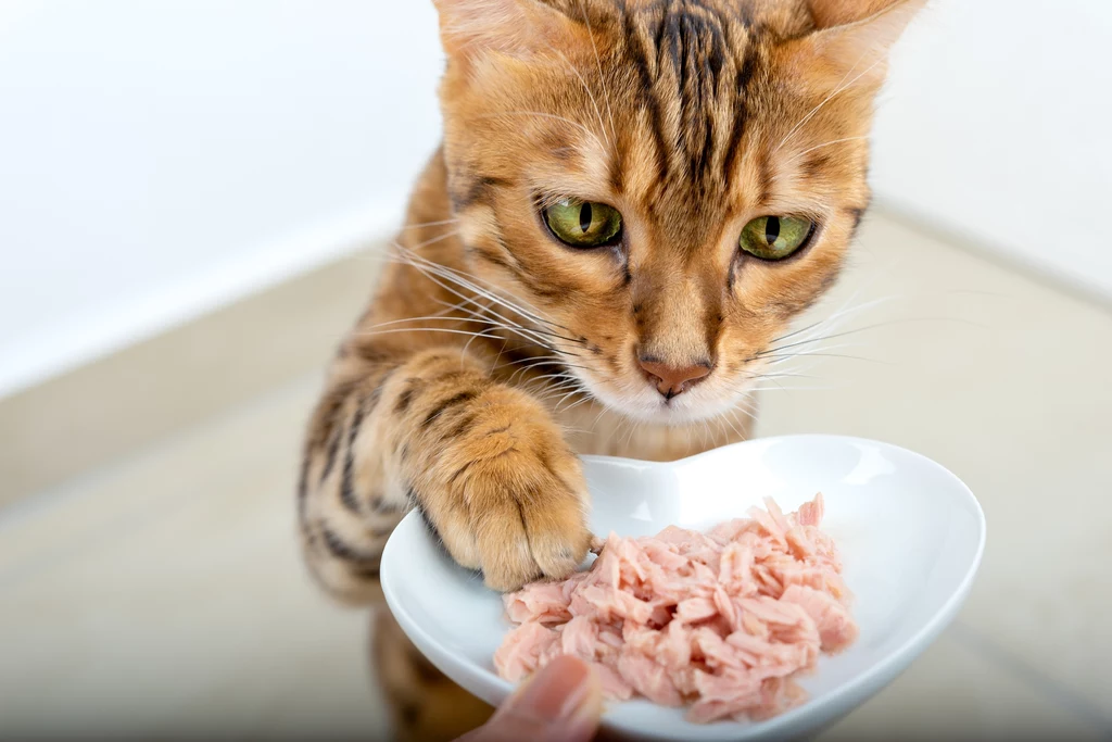 jeśli kot nieustająco domaga się jedzenia, może to oznaczać poważne problemy zdrowotne