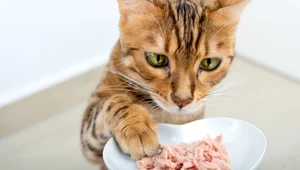 Twój kot ciągle domaga się jedzenia? To może być poważna choroba