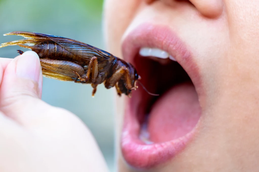 Czy Unia Europejska każe nam jeść owady?